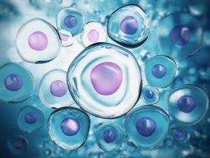 Microscopic view of regenerative cells