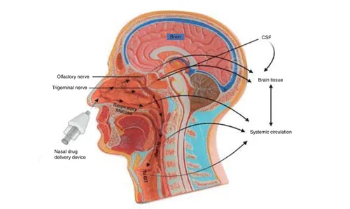 Diagram of intranasal nose-to-brain drug delivery pathways via the olfactory and trigeminal nerves
